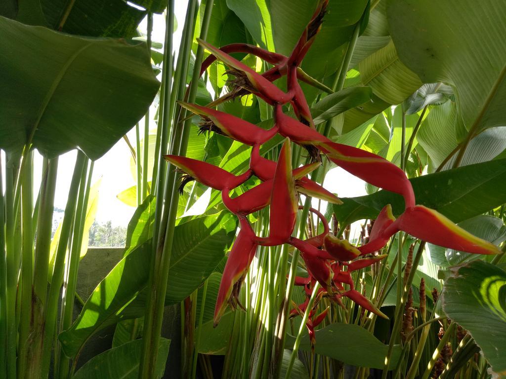 Villa Esa Ubud מראה חיצוני תמונה