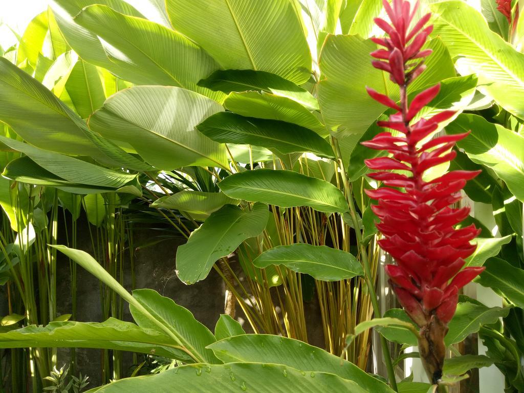 Villa Esa Ubud מראה חיצוני תמונה