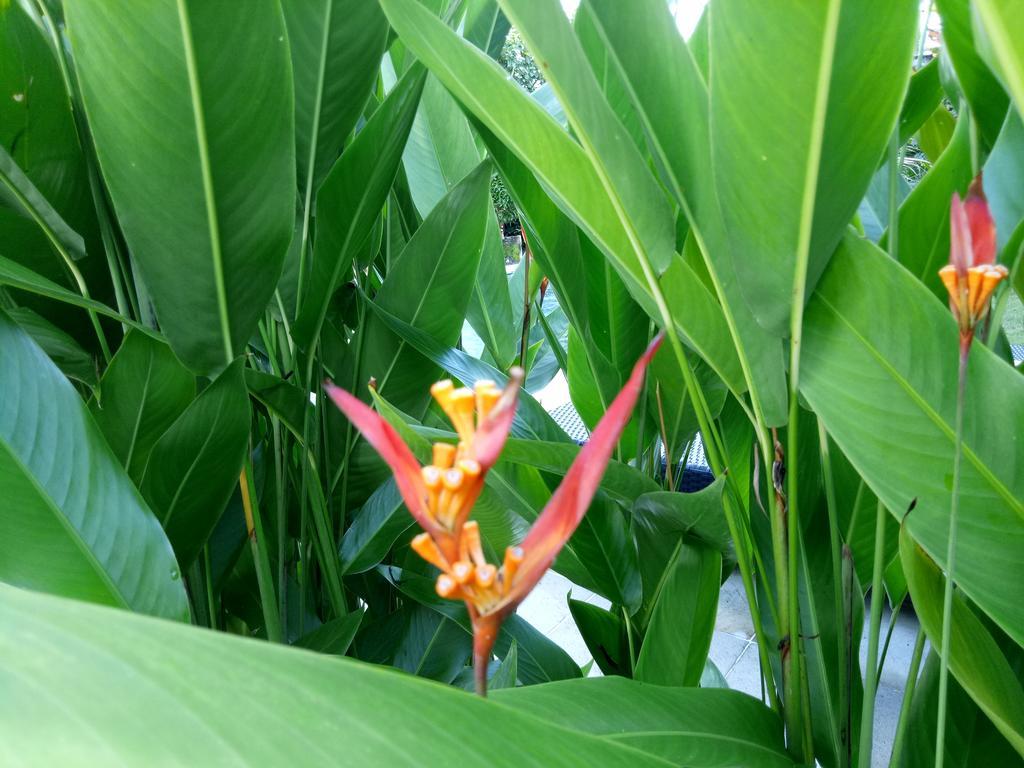 Villa Esa Ubud מראה חיצוני תמונה